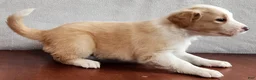 English Shepherd dogs for sale: Mo - Ad 3