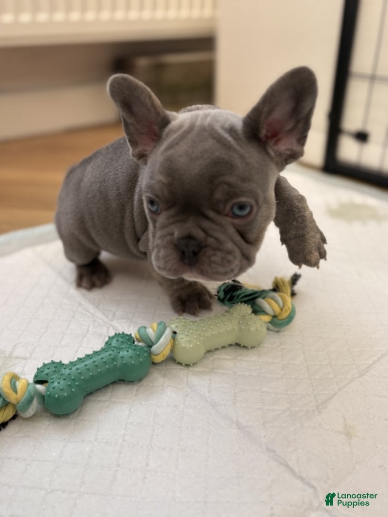 French Bulldog dogs French Bulldog Puppy 2 - Ad 23