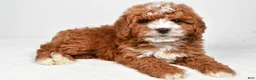 Cavapoo dogs for sale: Harvey - Ad 7