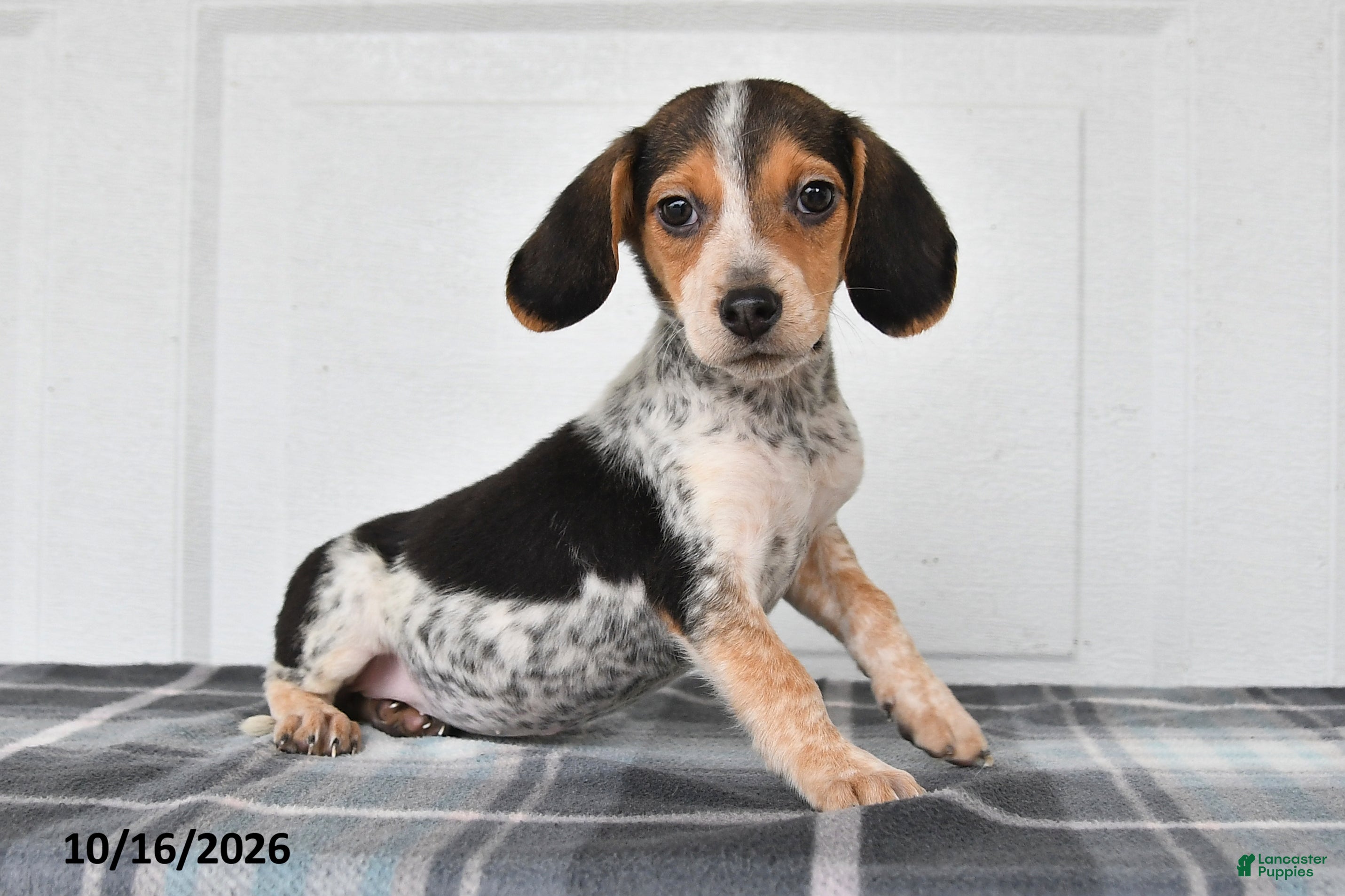Beagle dogs Penny - Ad 1