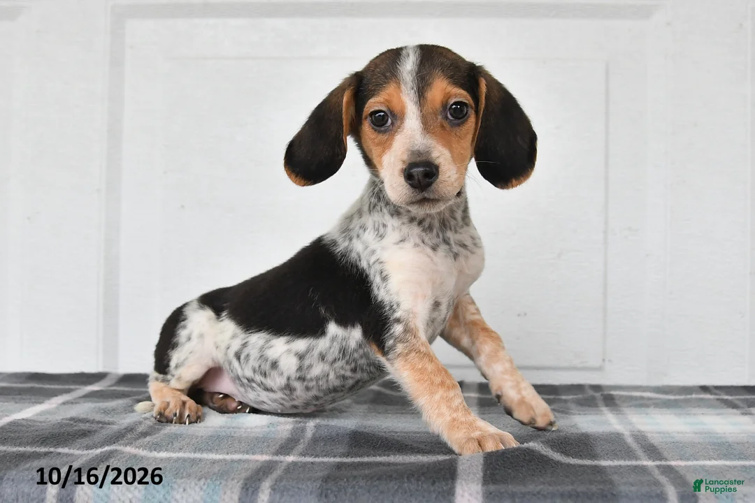 Beagle dogs for sale: Penny - Ad 1
