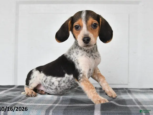 Beagle dogs Penny - Ad 1
