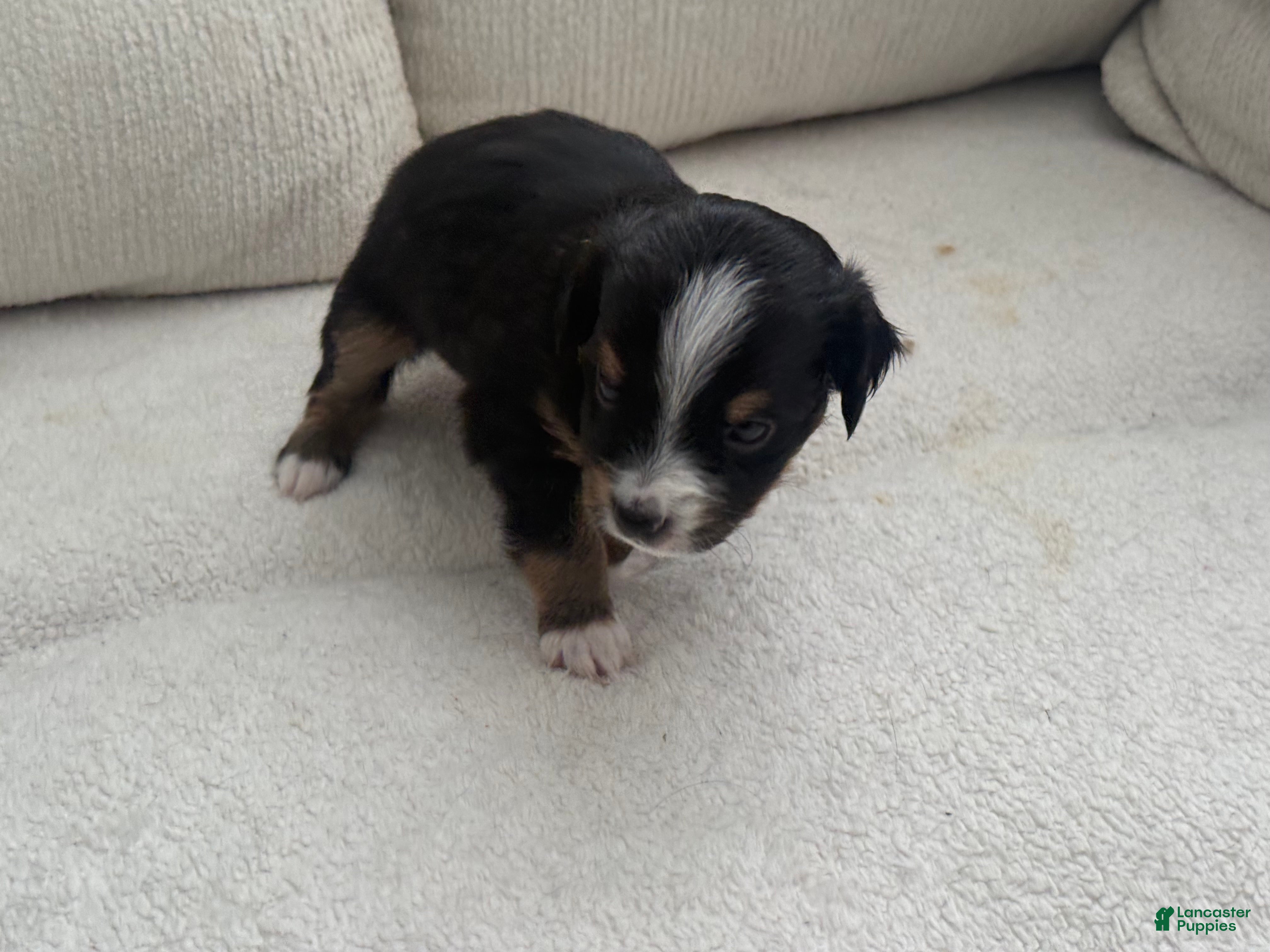 Toy Australian Shepherd dogs for sale: Toy Australian Shepherd 3 - Ad 1