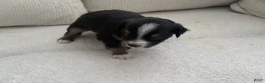 Toy Australian Shepherd 3