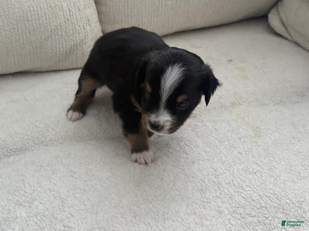 Toy Australian Shepherd dogs for sale: Toy Australian Shepherd 3 - Ad 1