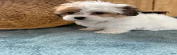 Teddy Bear dogs for sale: Precious - Ad 17