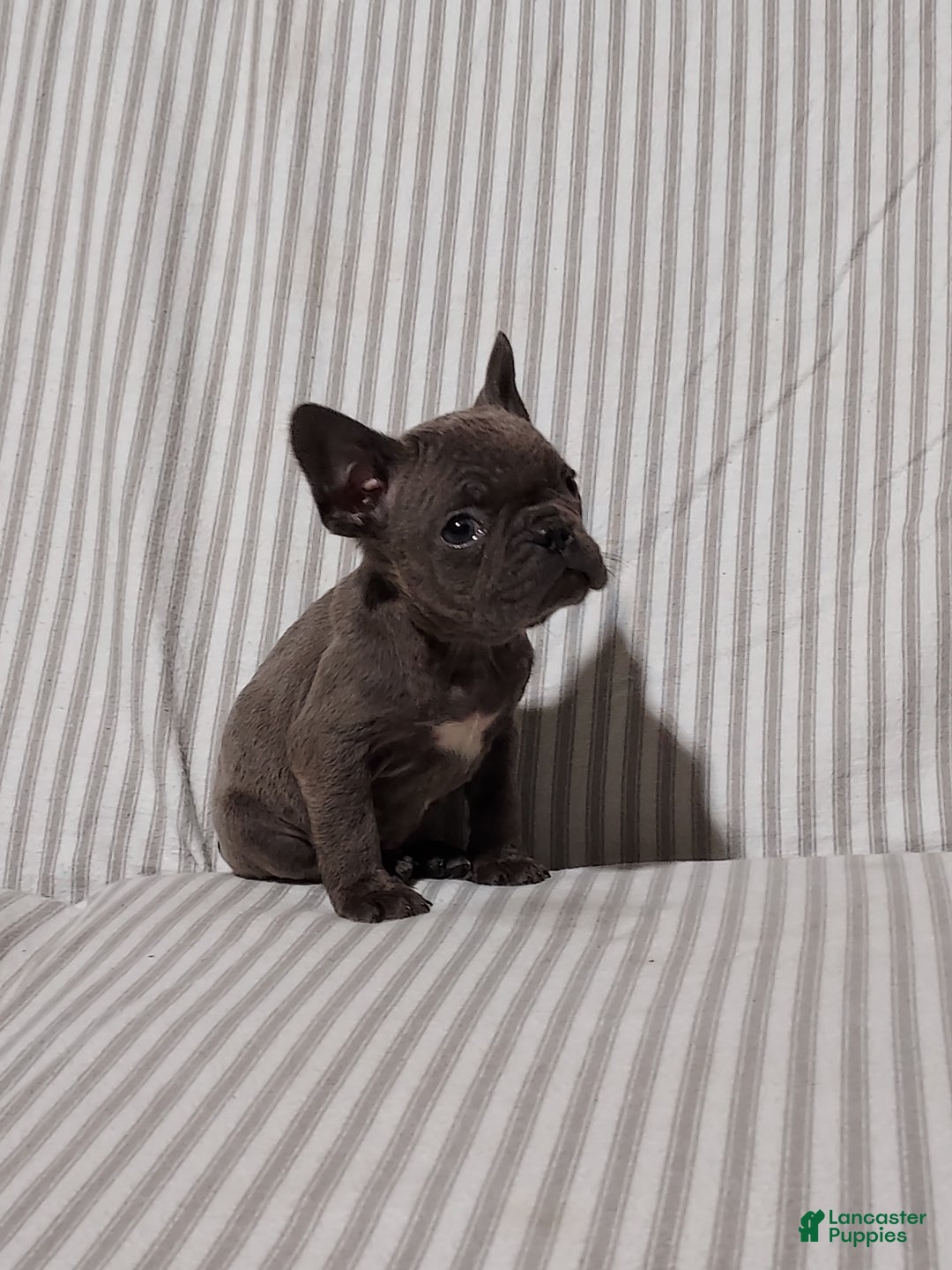 Mixed Breed dogs for sale: Cooper - Ad 10