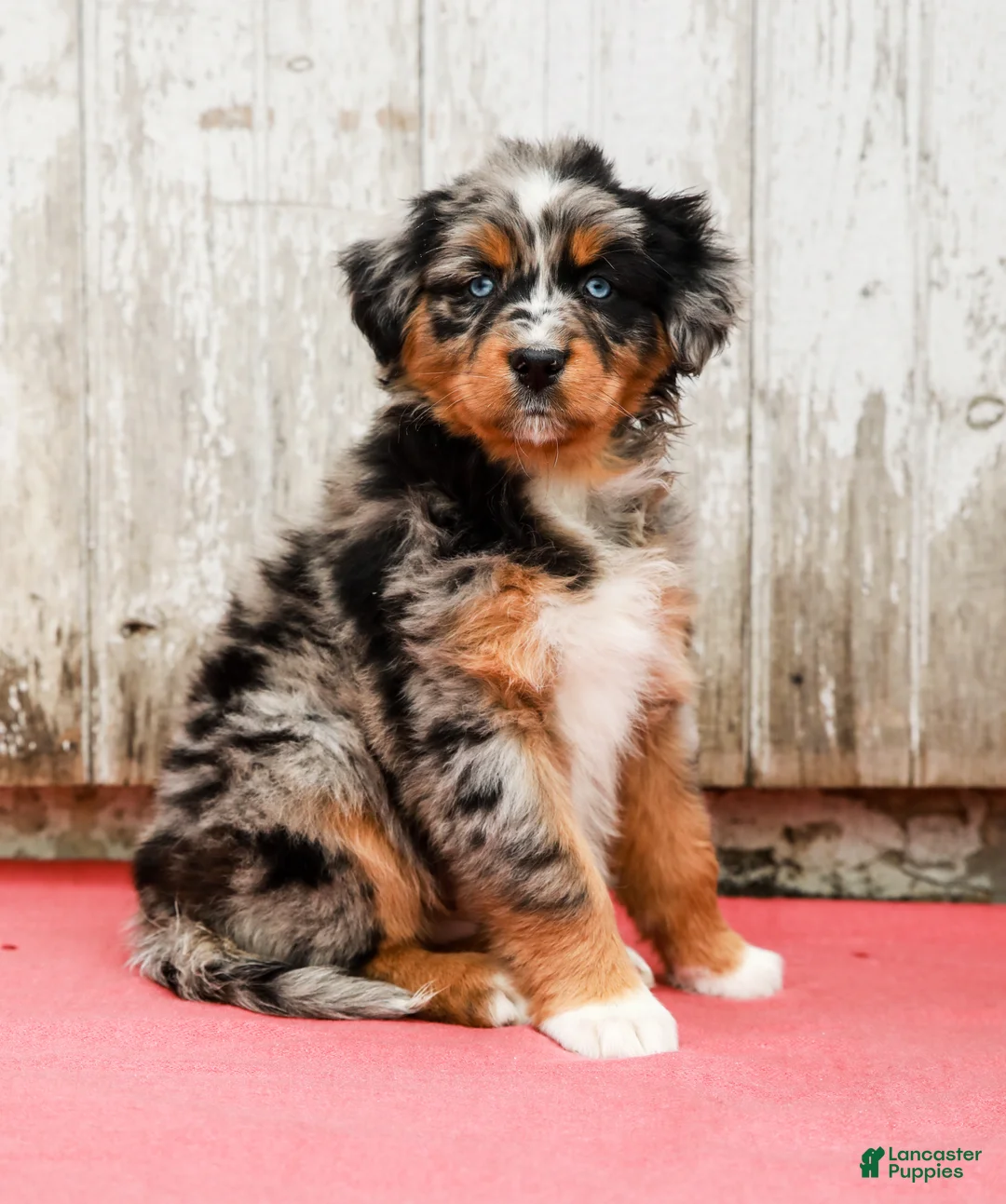 Australian Shepherd dogs for sale: Jenna - Ad 1