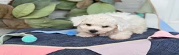 Bichon Frise dogs for sale: Elsie - Ad 2
