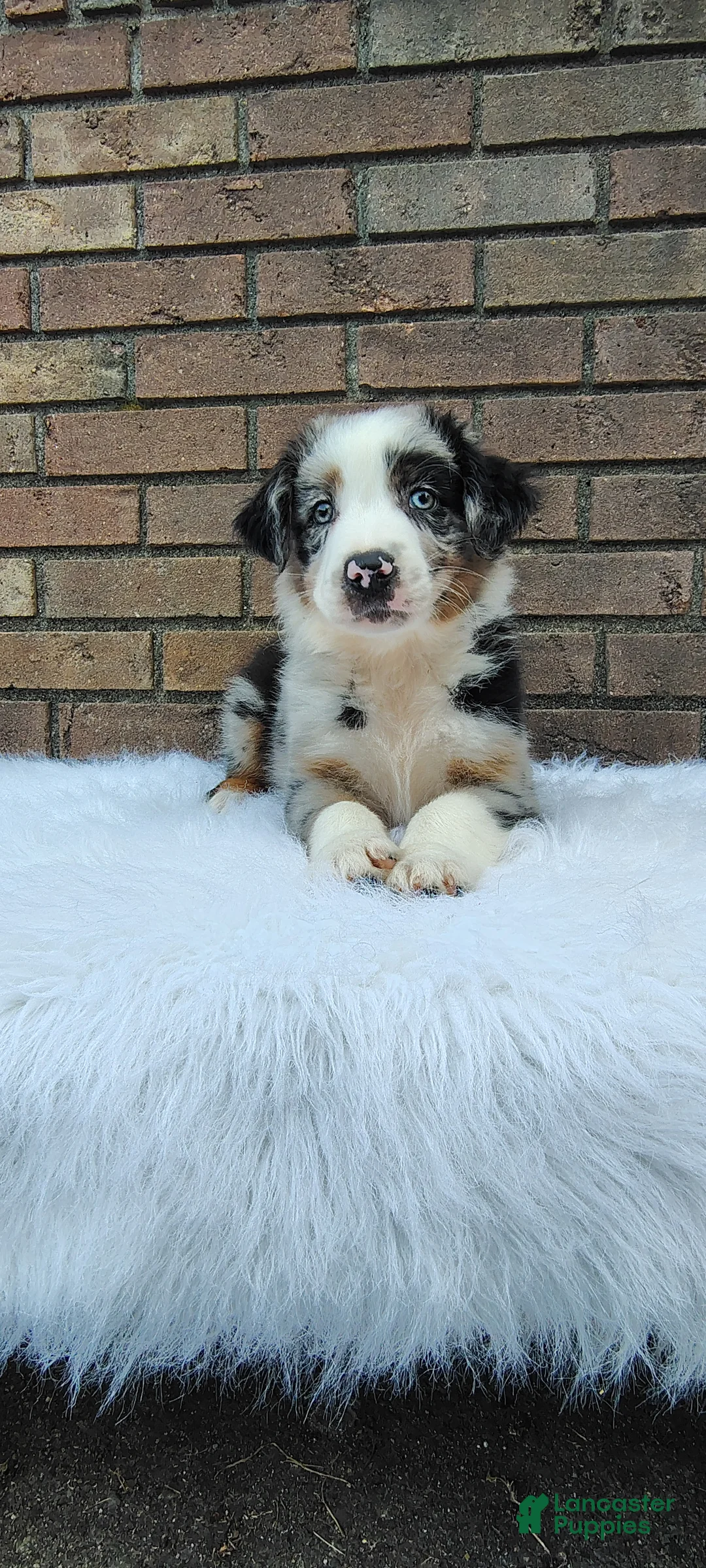 Australian Shepherd dogs for sale: Max - Ad 1
