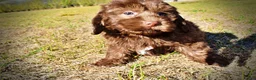 Havapoo dogs for sale: Pringles - Ad 9