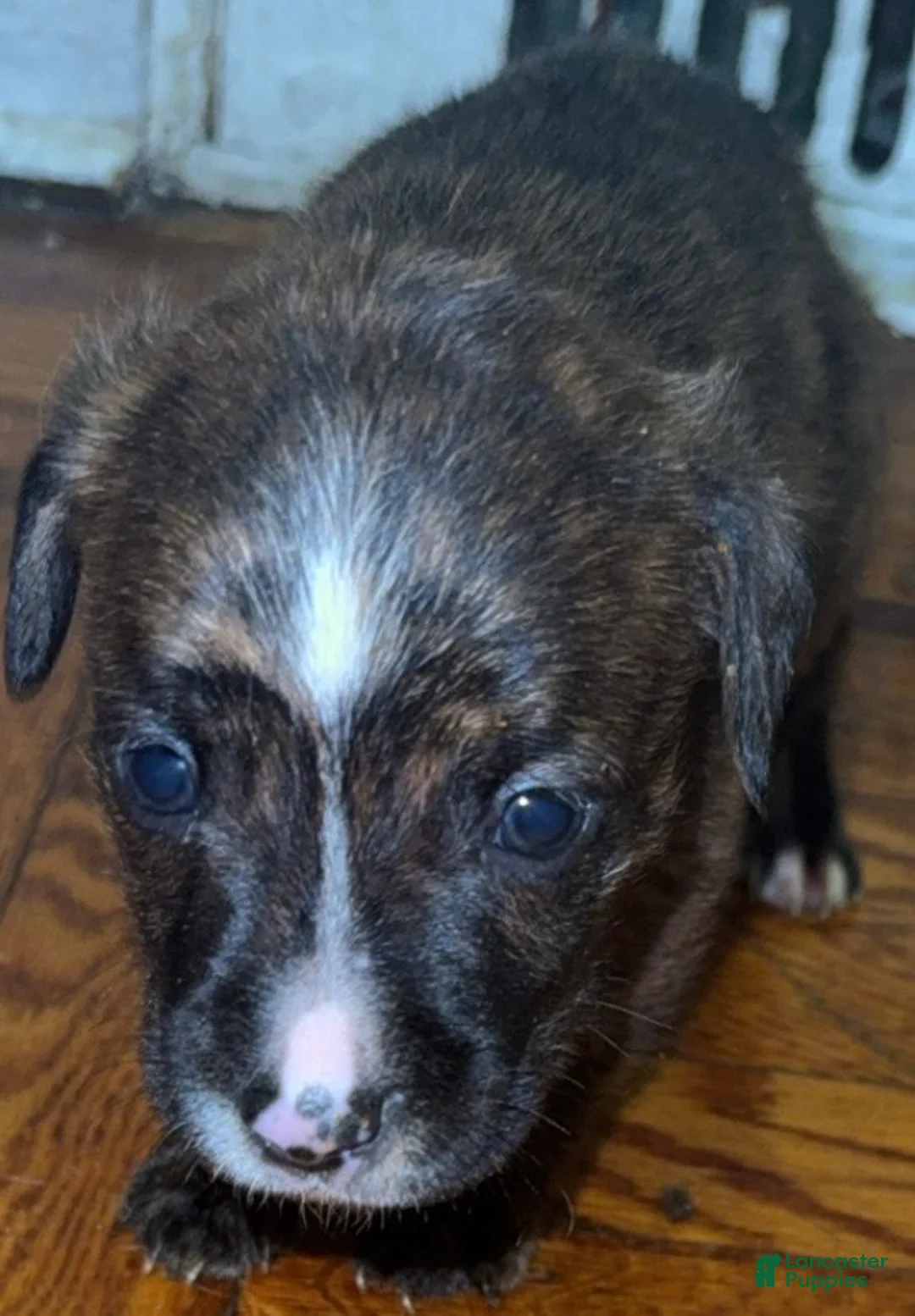 Mixed Breed dogs for sale: Mixed Breed 4 - Ad 2