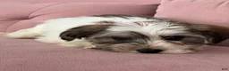 Havanese dogs for sale: Slater - Ad 2
