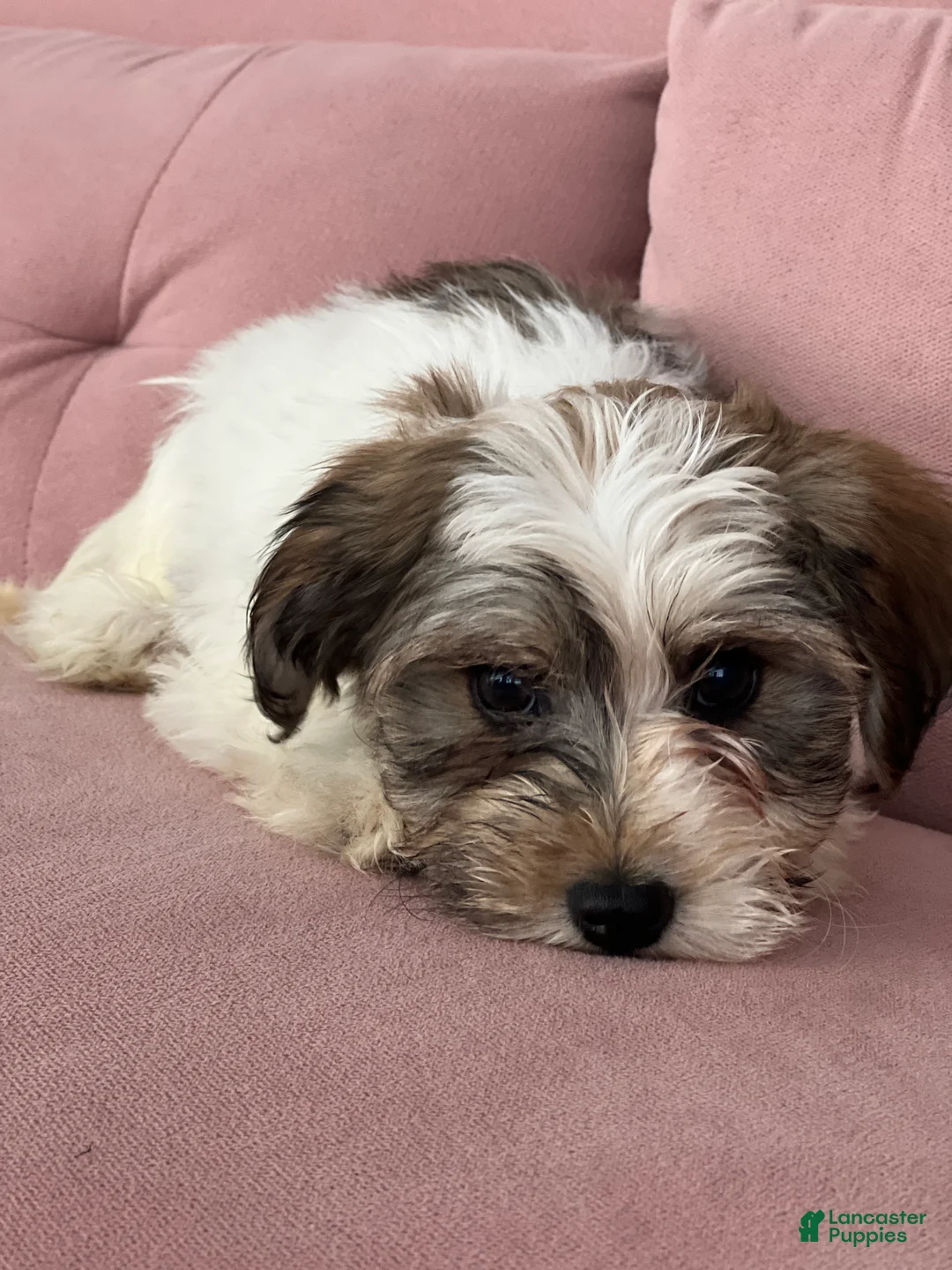 Havanese dogs for sale: Slater - Ad 2