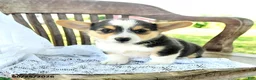 Welsh Corgi Pembroke dogs for sale: Rebekah - Ad 4