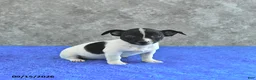Jack Russell Terrier dogs for sale: Tilly - Ad 1
