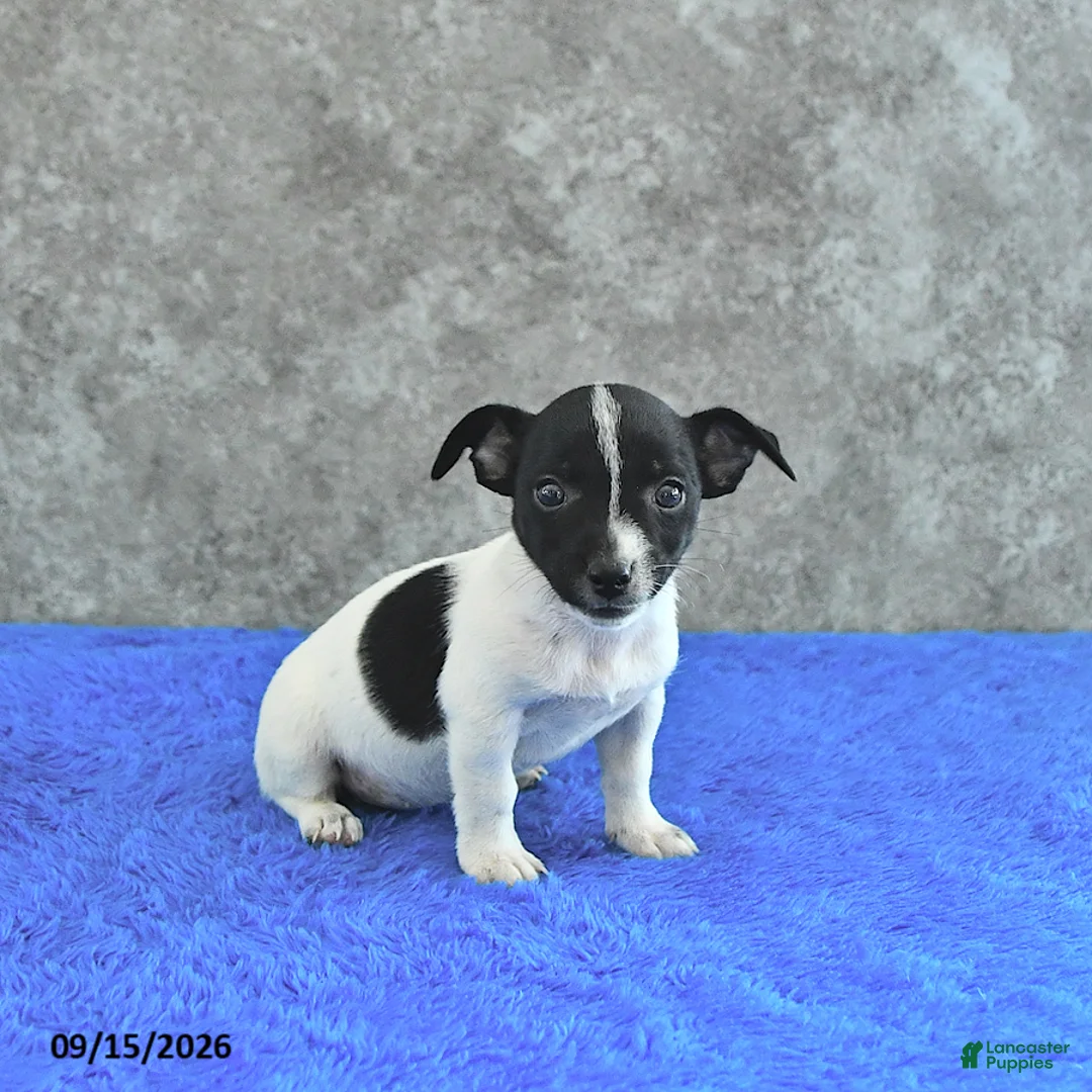 Jack Russell Terrier dogs for sale: Tilly - Ad 1