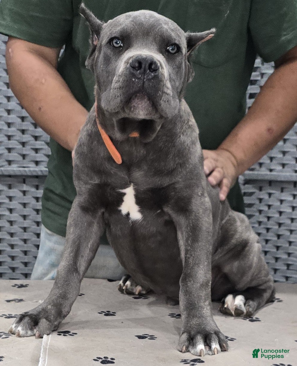 Cane Corso dogs for sale: Cane Corso Puppy 2 - Ad 4