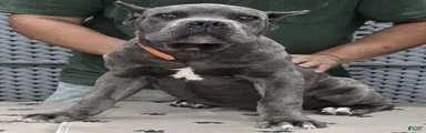 Cane Corso Puppy 2