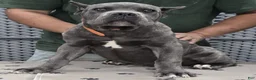 Cane Corso dogs for sale: Cane Corso Puppy 2 - Ad 1