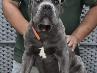 Cane Corso dogs for sale: Cane Corso Puppy 2 - Ad 4