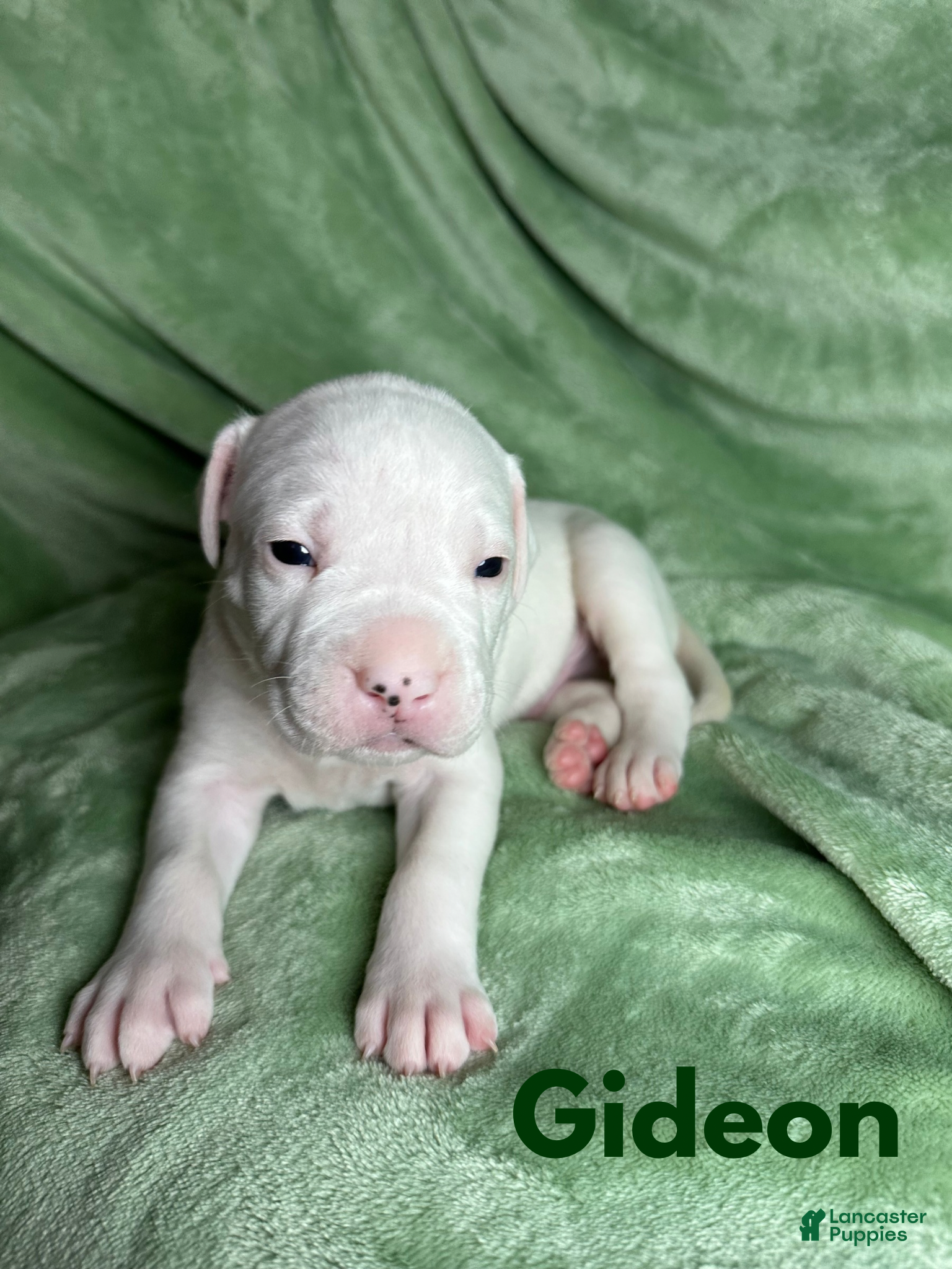 American Bulldog dogs American Bulldog Puppy 1 - Ad 6