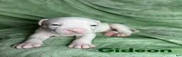 American Bulldog dogs for sale: American Bulldog Puppy 1 - Ad 1