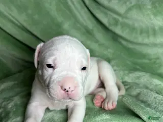 American Bulldog dogs American Bulldog Puppy 1 - Ad 6