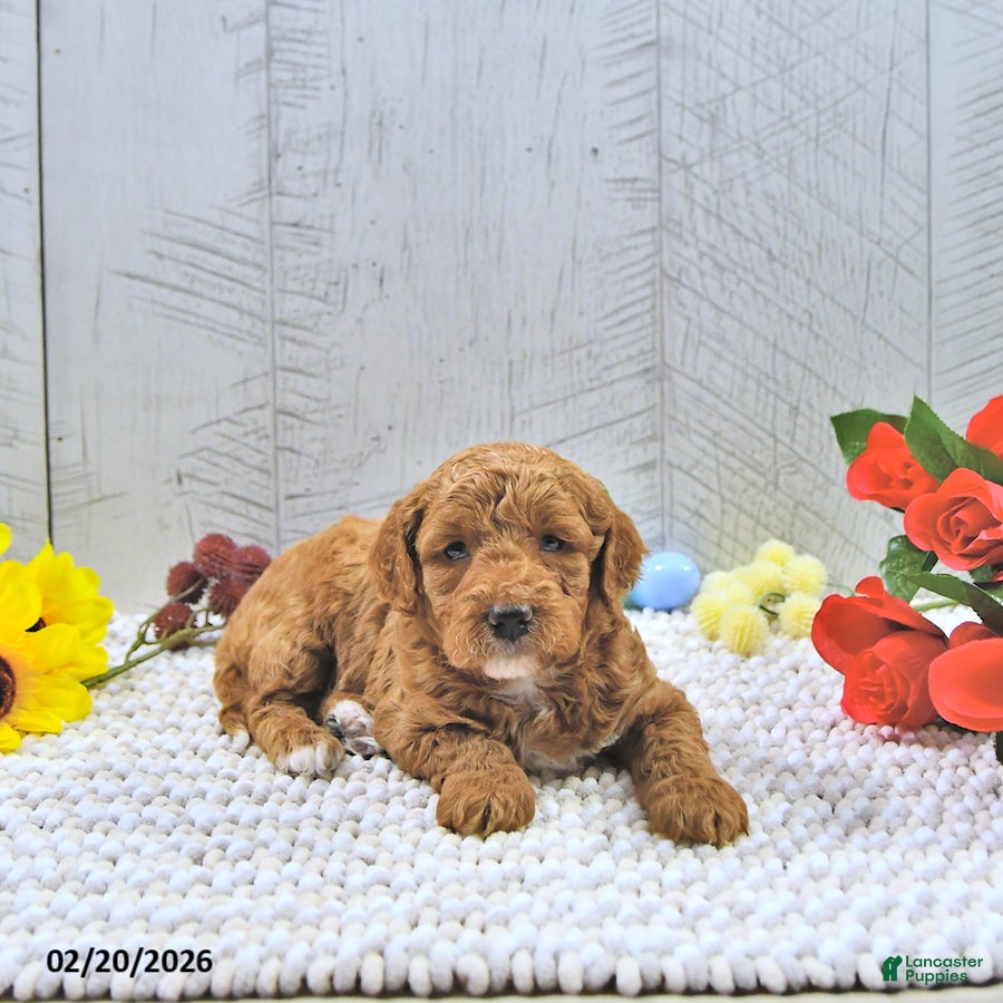 Mini Goldendoodle dogs Alli - Ad 1