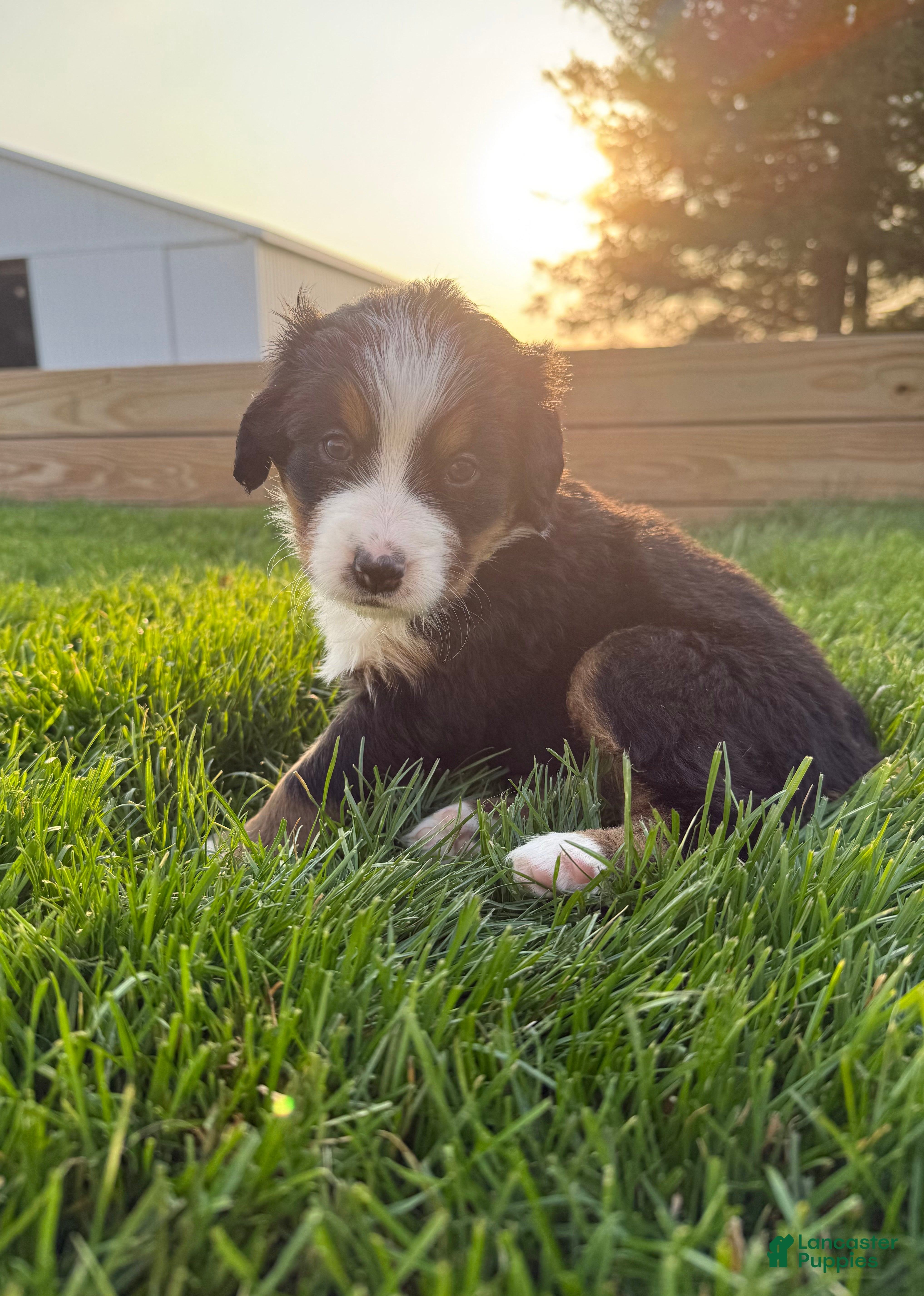 Bernese Mountain Dog dogs Dory - Ad 8
