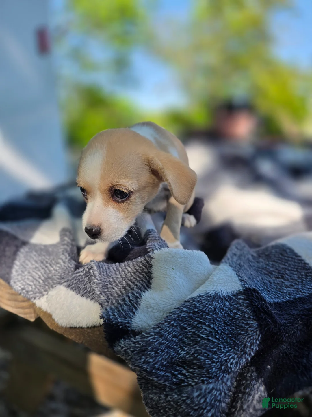 Chihuahua dogs for sale: Chihuahua Puppy 6 - Ad 2