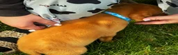 Labrador Retriever dogs for sale: Labrador Retriever 1 - Ad 4