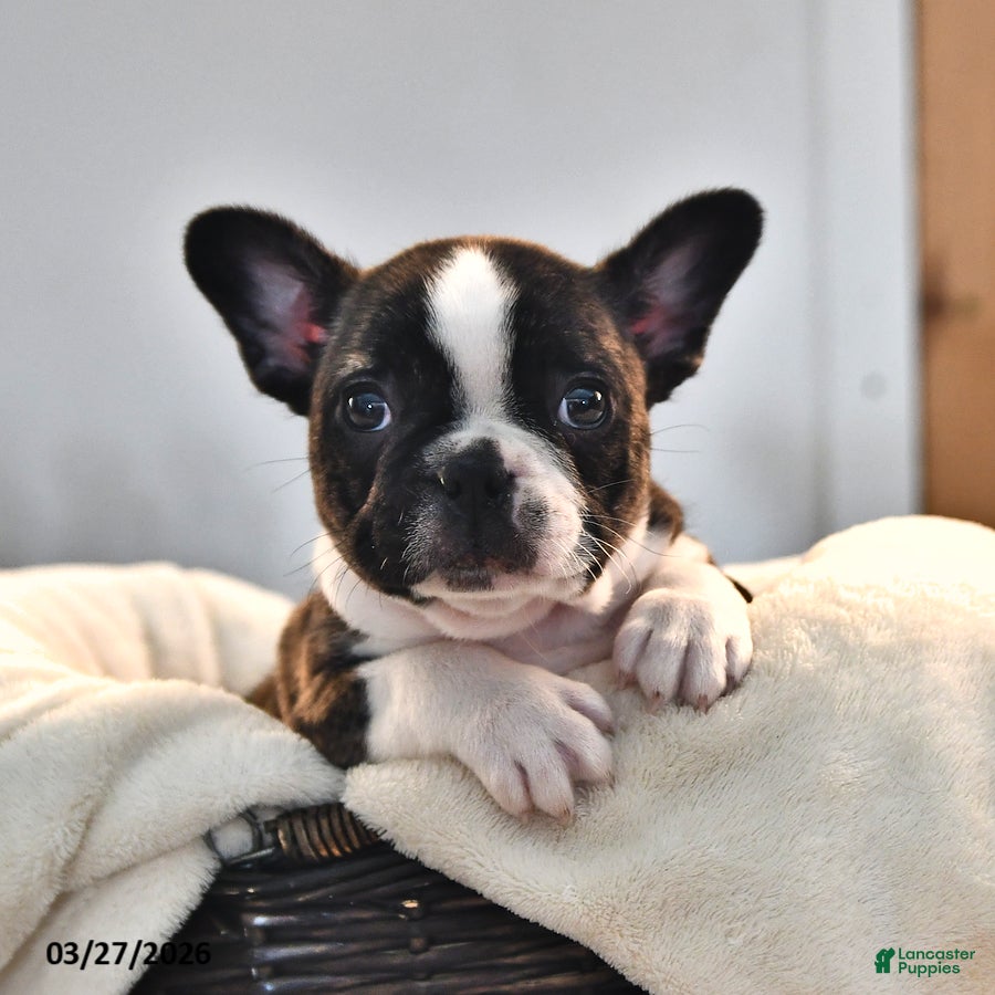 Frenchton dogs Kaitlyn - Ad 2