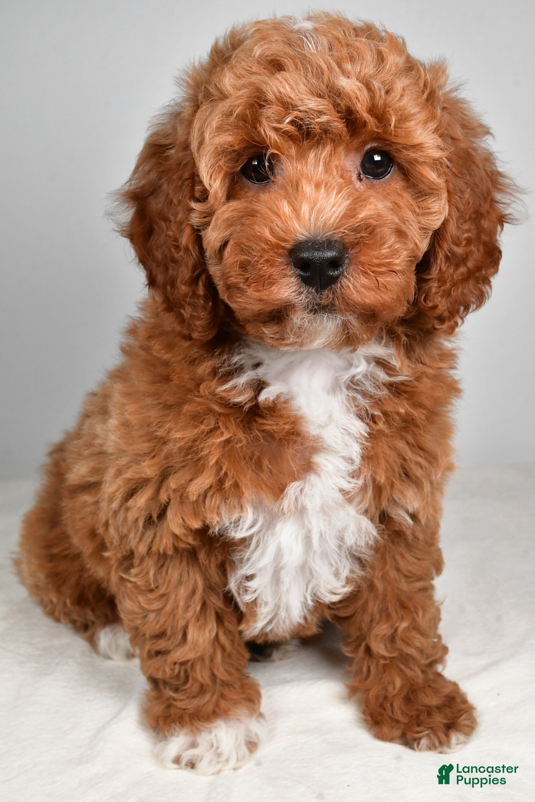 Mini Goldendoodle dogs Patrick - Ad 2