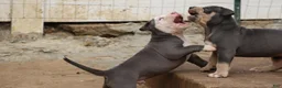 American Bully dogs for sale: Mr. Vegas - Ad 18