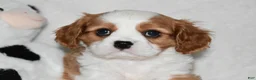 Cavalier King Charles Spaniel dogs for sale: Ulysses  - Ad 2