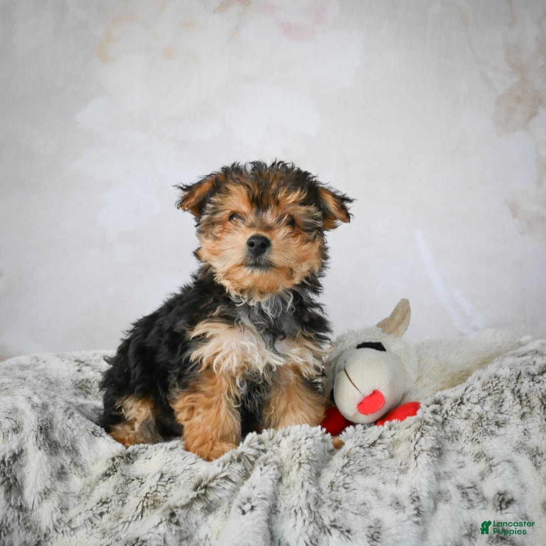 Yorkshire Terrier dogs for sale: Jeremy - Ad 7