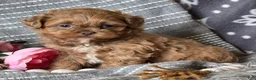 Shihpoo dogs for sale: Benny - Ad 2
