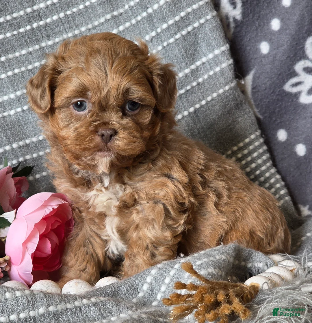 Shihpoo dogs for sale: Benny - Ad 2