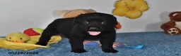Labrador Retriever dogs for sale: Cooper - Ad 3