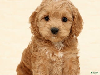 Cockapoo dogs Bella - Ad 7