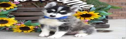 Pomsky dogs for sale: Parker  - Ad 3