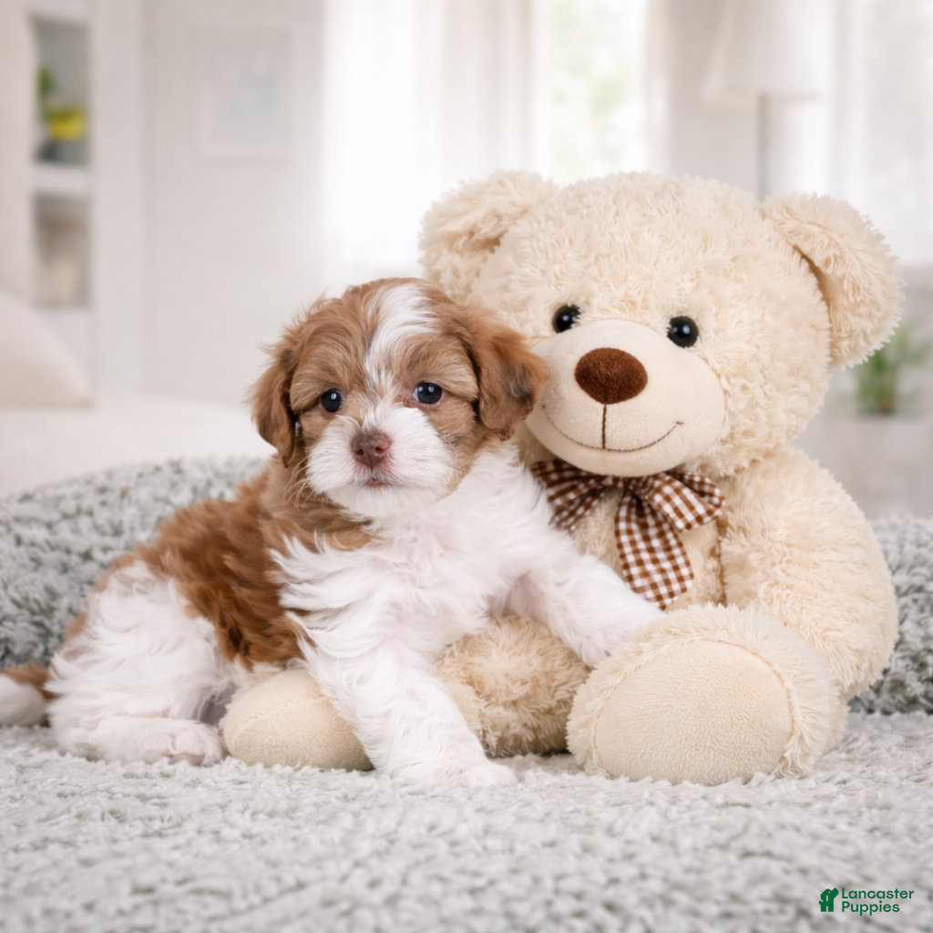 Maltipoo dogs CODY - Ad 2
