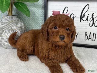 Mini Goldendoodle dogs Gingerbread - Ad 30