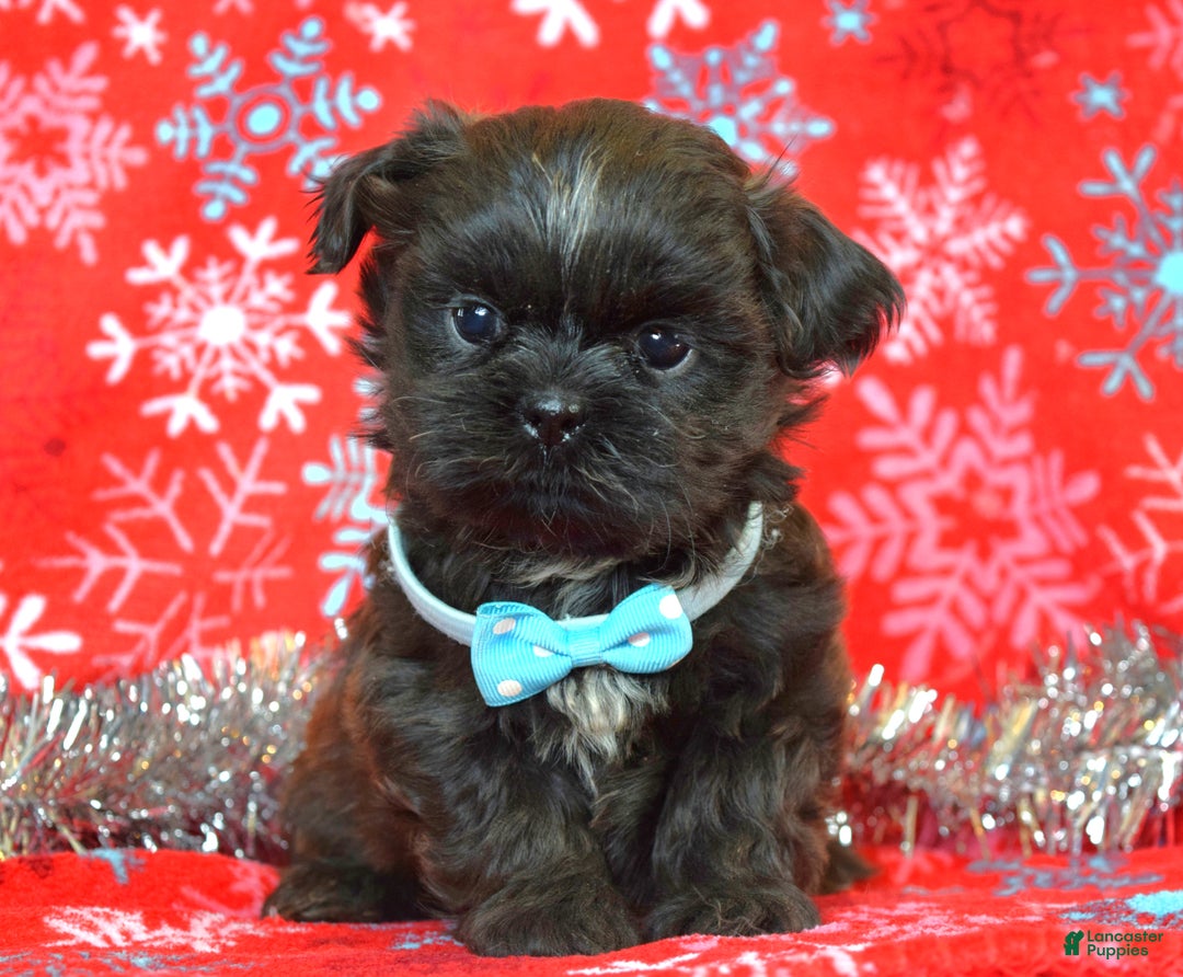 Shih Tzu dogs for sale: Toby - Ad 2