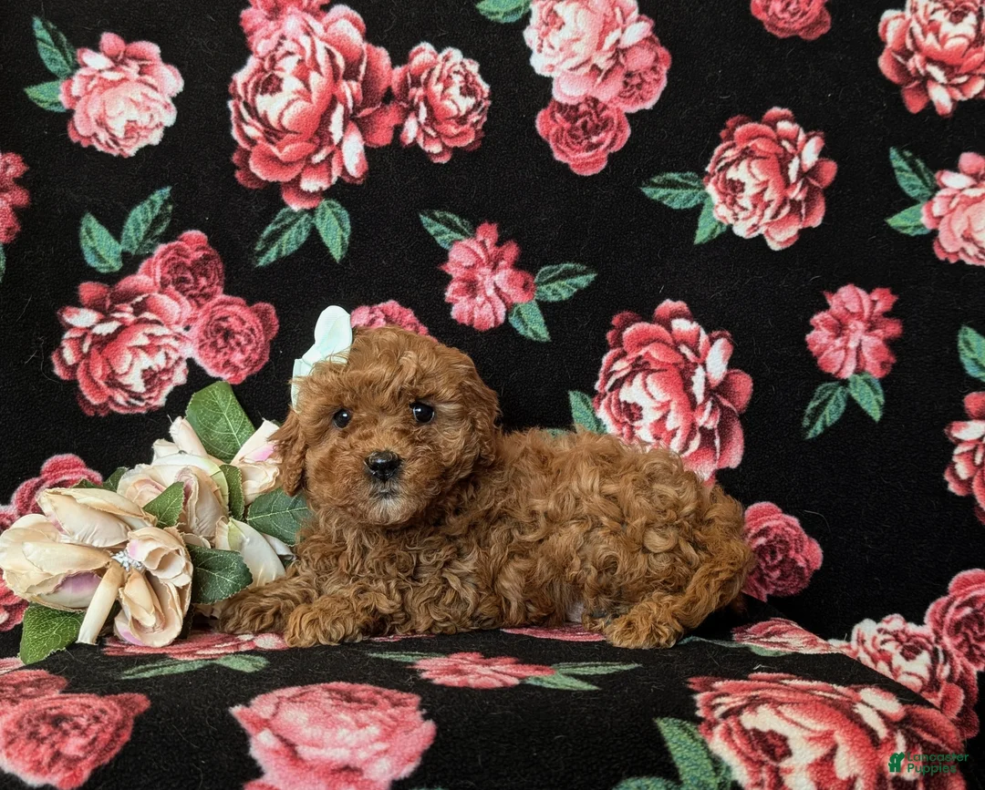 Cavapoo dogs for sale: Gretchen Hypoallergenic - Ad 5