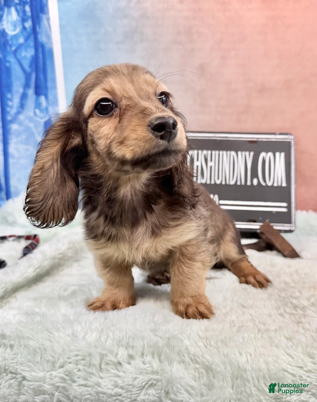 Miniature Dachshund dogs for sale: Shaded cream boy - Ad 1