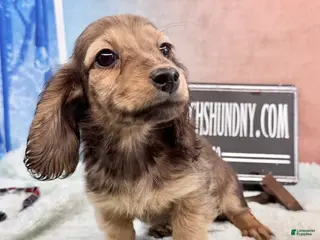 Miniature Dachshund dogs Shaded cream boy - Ad 19