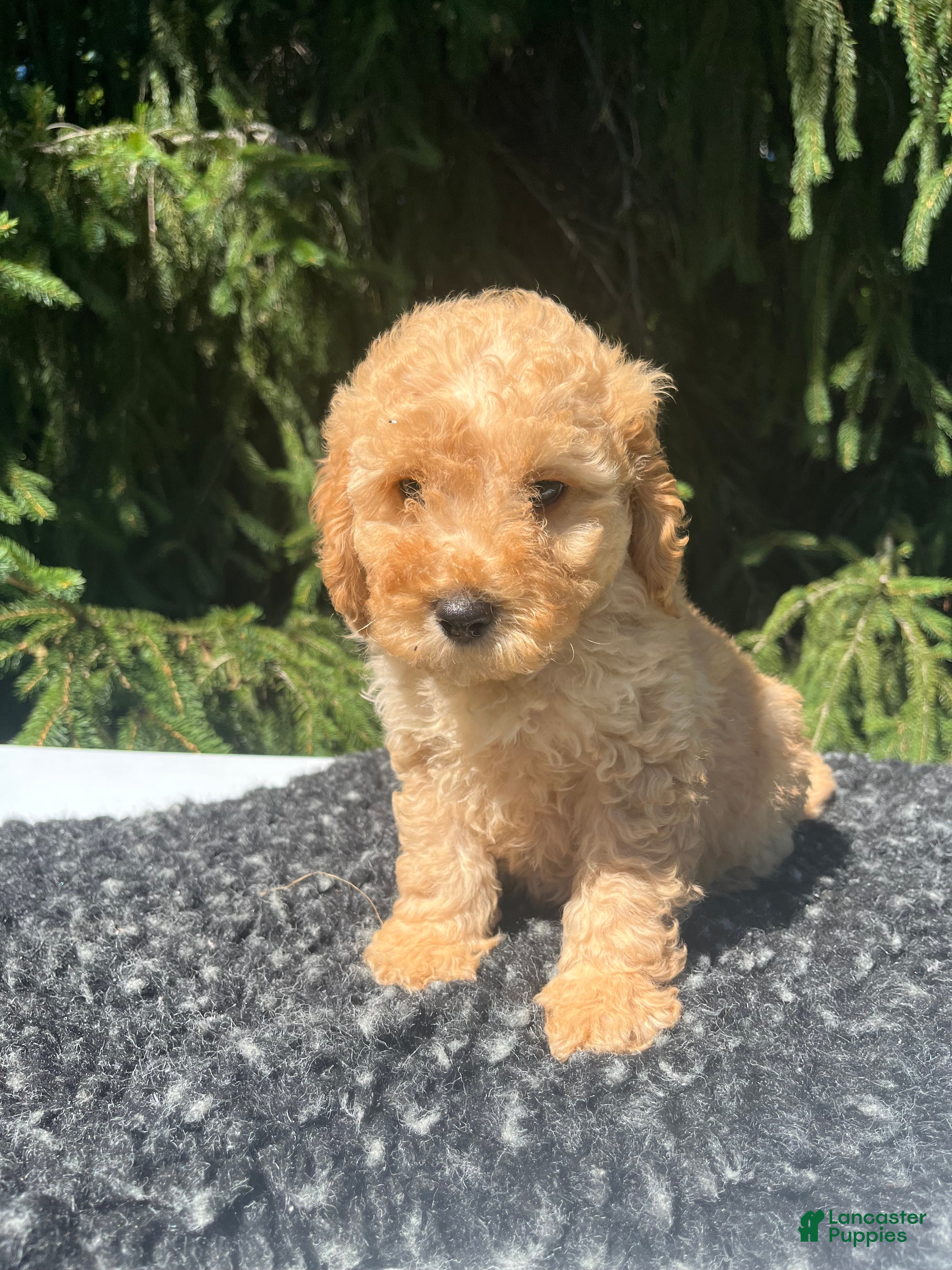 Mini Goldendoodle dogs Charley  - Ad 1