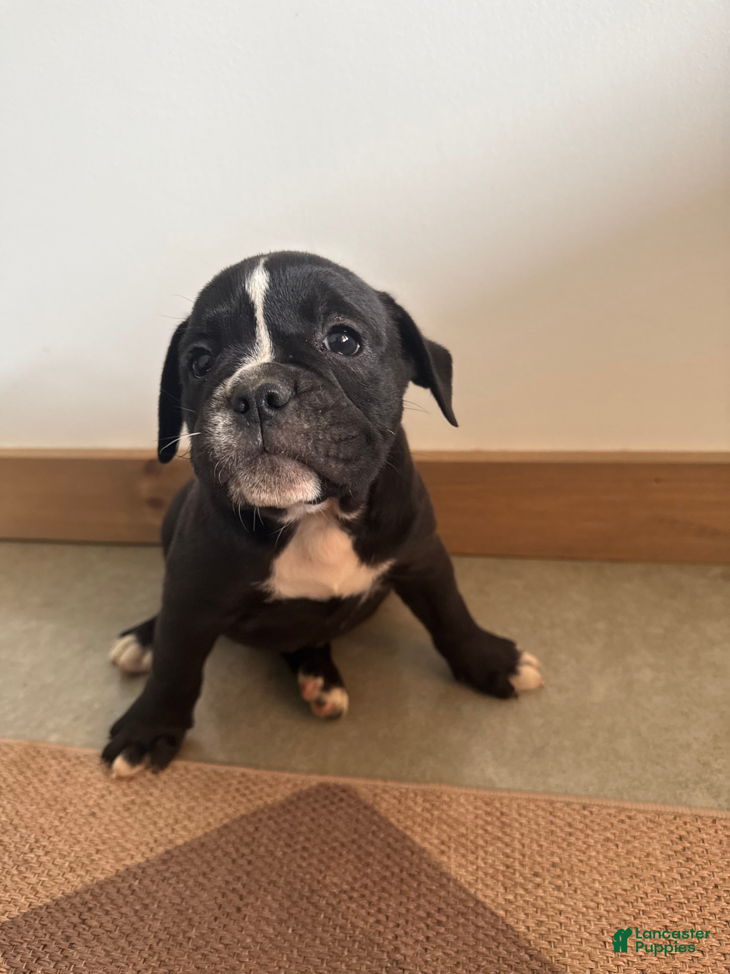 Olde English Bulldogge dogs Olde English Bulldogge 4 - Ad 41